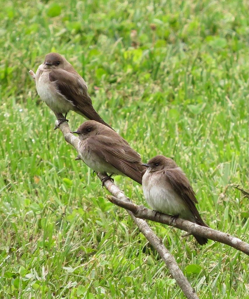 Northern Rough-winged Swallow by don r faulkner is licensed under CC BY-SA 2.0.